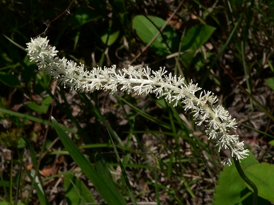 {Chamaelirium luteum}